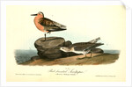 Red-breasted Sandpiper. 1.Summer plumage. 2. Winter by John James Audubon