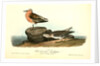 Red-breasted Sandpiper. 1.Summer plumage. 2. Winter by John James Audubon