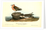 Red-breasted Sandpiper. 1.Summer plumage. 2. Winter by John James Audubon