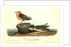 Red-breasted Sandpiper. 1.Summer plumage. 2. Winter by John James Audubon