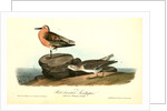 Red-breasted Sandpiper. 1.Summer plumage. 2. Winter by John James Audubon