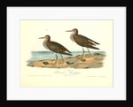 Pectoral Sandpiper by John James Audubon
