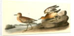 Buff-breasted Sandpiper. 1.Male. 2. Female by John James Audubon