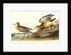 Buff-breasted Sandpiper. 1.Male. 2. Female by John James Audubon