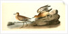 Buff-breasted Sandpiper. 1.Male. 2. Female by John James Audubon