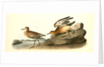 Buff-breasted Sandpiper. 1.Male. 2. Female by John James Audubon