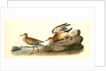 Buff-breasted Sandpiper. 1.Male. 2. Female by John James Audubon