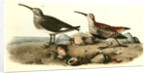 Red-backed Sandpiper by John James Audubon