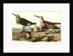 Red-backed Sandpiper by John James Audubon