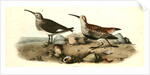 Red-backed Sandpiper by John James Audubon