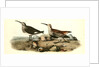 Red-backed Sandpiper by John James Audubon