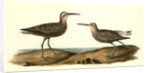 Long-legged Sandpiper by John James Audubon