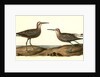 Long-legged Sandpiper by John James Audubon
