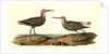 Long-legged Sandpiper by John James Audubon