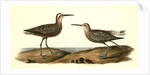 Long-legged Sandpiper by John James Audubon