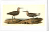 Long-legged Sandpiper by John James Audubon