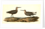 Long-legged Sandpiper by John James Audubon