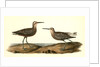 Long-legged Sandpiper by John James Audubon