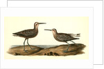 Long-legged Sandpiper by John James Audubon
