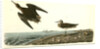 Schinz's Sandpiper by John James Audubon