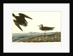 Schinz's Sandpiper by John James Audubon