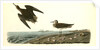 Schinz's Sandpiper by John James Audubon