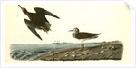 Schinz's Sandpiper by John James Audubon