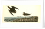 Schinz's Sandpiper by John James Audubon