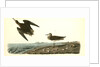 Schinz's Sandpiper by John James Audubon