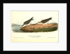 Semipalmated Sandpiper by John James Audubon