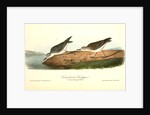Semipalmated Sandpiper by John James Audubon