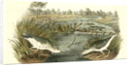 Spotted Sandpiper by John James Audubon