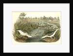 Spotted Sandpiper by John James Audubon
