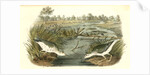 Spotted Sandpiper by John James Audubon