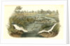 Spotted Sandpiper by John James Audubon