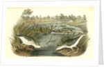 Spotted Sandpiper by John James Audubon