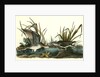 Solitary Sandpiper by John James Audubon