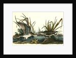 Solitary Sandpiper by John James Audubon