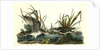Solitary Sandpiper by John James Audubon