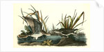Solitary Sandpiper by John James Audubon
