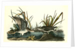 Solitary Sandpiper by John James Audubon