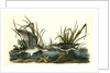 Solitary Sandpiper by John James Audubon