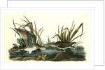 Solitary Sandpiper by John James Audubon
