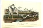 Tell-tale Goswit or Snipe by John James Audubon