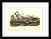 Tell-tale Goswit or Snipe by John James Audubon