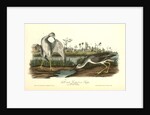 Tell-tale Goswit or Snipe by John James Audubon