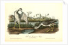 Tell-tale Goswit or Snipe by John James Audubon