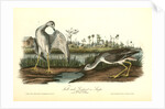 Tell-tale Goswit or Snipe by John James Audubon