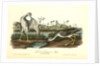 Tell-tale Goswit or Snipe by John James Audubon