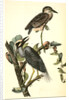 Yellow-crowned Night Heron, or Qua Bird by John James Audubon
